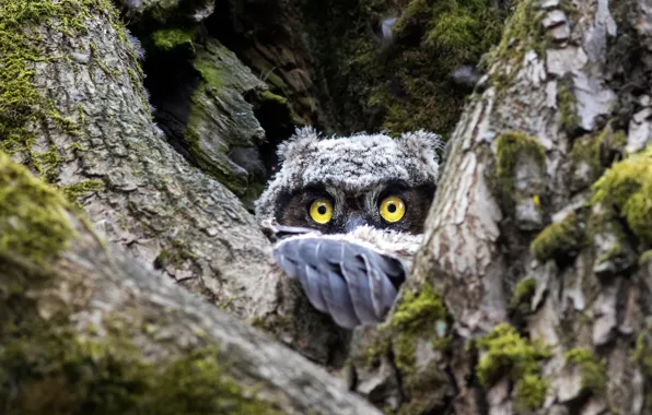 Look, tree, owl, bird, Peeps, the hollow, owlet