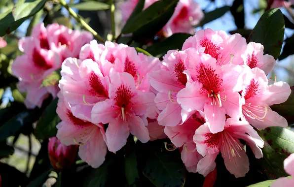 Leaves, light, flowers, branches, Bush, spring, pink, flowering