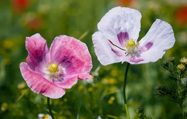 White, flowers, pink, Mac, Maki, Duo, bokeh