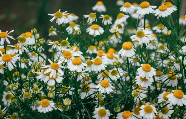 Flowers, chamomile, white, field, a lot, bokeh
