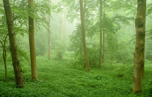 Greens, grass, fog, photo, trunk