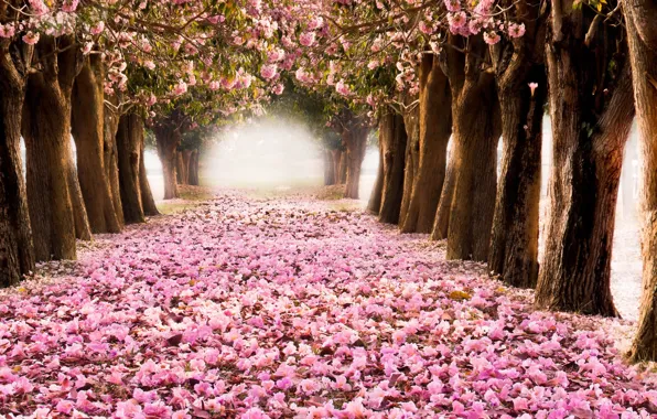 Picture Sakura, Japan, alley, flowering