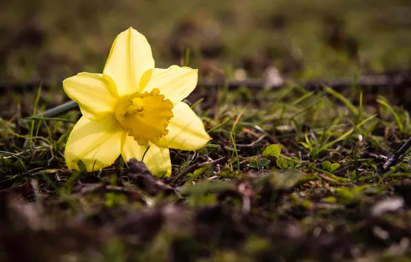 Picture flower, macro, Narcis