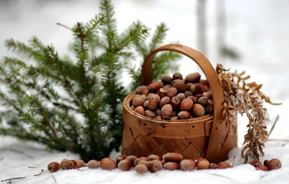 Winter, forest, nature, spruce, frost, walk, nuts, basket