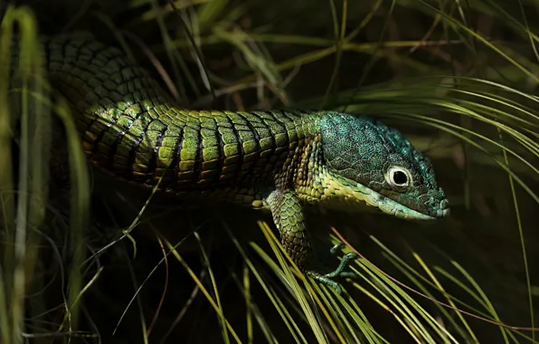 Grass, the dark background, lizard, green, reptile