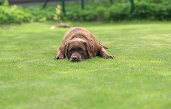 Grass, Labrador, sad