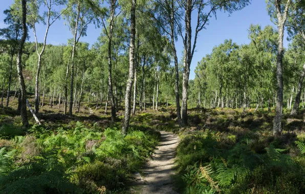 Picture greens, trees, green, Forest, forest, grove, path, trees