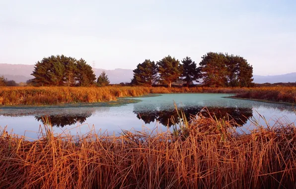 Trees, orange, lake, the reeds