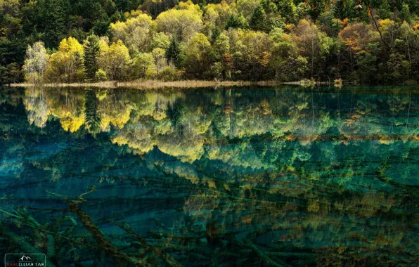 Forest, water, trees, nature, lake, the bottom, clean
