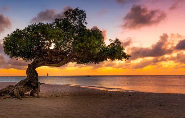 Trees, landscape, sunset, nature