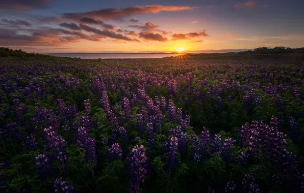 Picture the sun, flowers, nature, the evening, Iceland, lupins