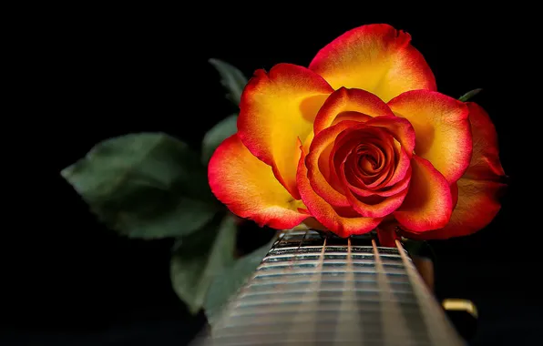 Picture rose, guitar, strings, petals, Grif