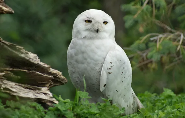 Picture look, tree, bird, Snowy owl, the Assiniboine zoo