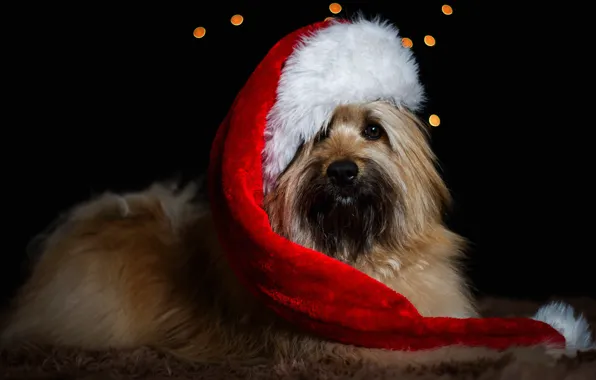 Holiday, new year, dog, Christmas, lies, beard, black background, Santa Claus