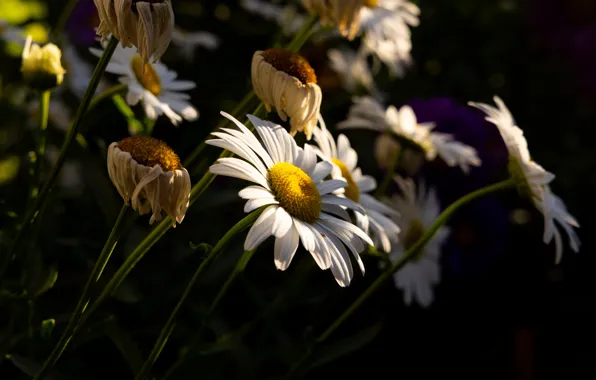 Light, flowers, the dark background, chamomile, white, leucanthemum