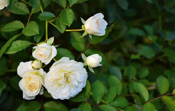 Leaves, flowers, roses, buds
