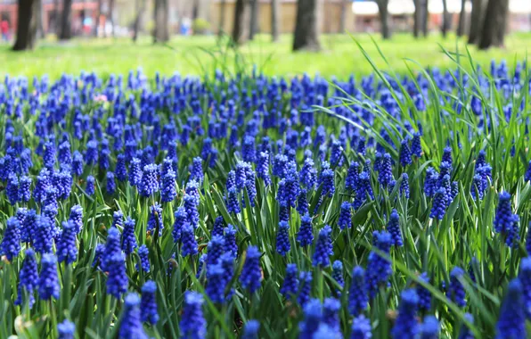Greens, grass, trees, flowers, Park, glade, spring, garden