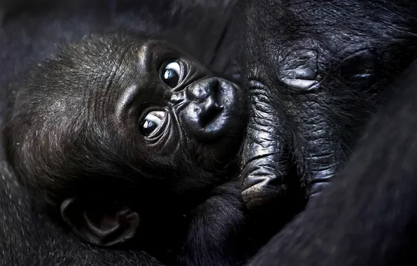 Picture look, black, gorilla, cub, gorilla, kid