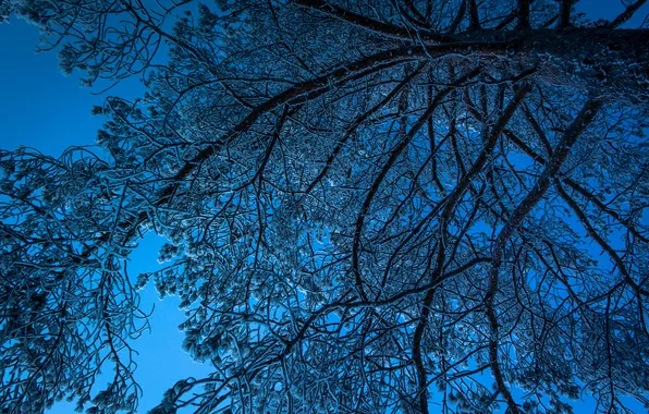 Winter, the sky, snow, trees, night