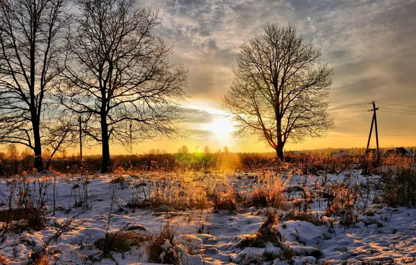 Trees, sunset, nature, grass snow