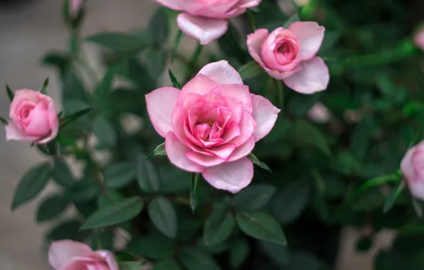 Flowers, Bush, pink petals