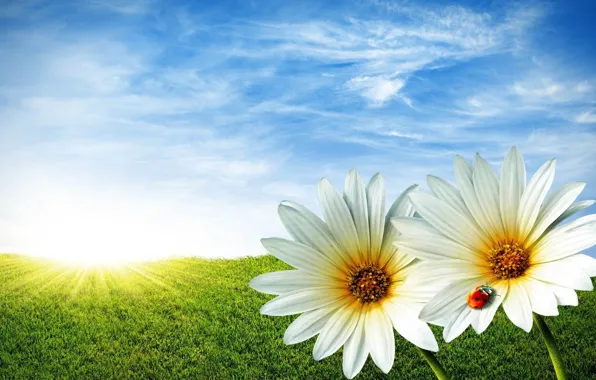 Picture the sky, grass, flowers, obloka