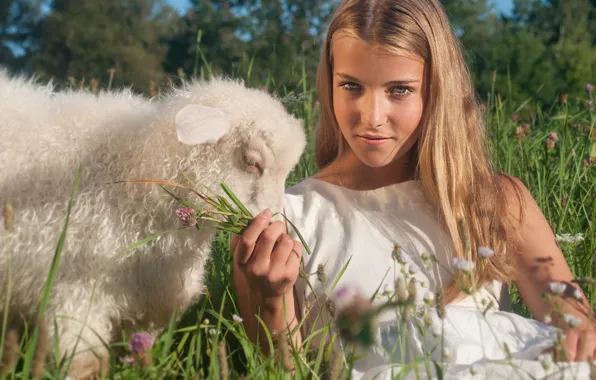 Picture summer, girl, sheep