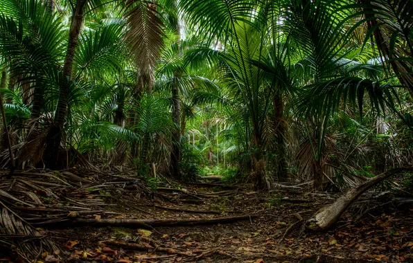 Trees, nature, palm trees, trail, plants, jungle, fern, trees