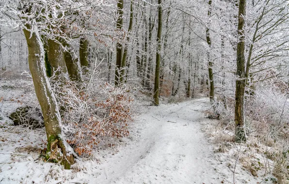 Winter, Germany, Road, Forest, Rhineland-Palatinate