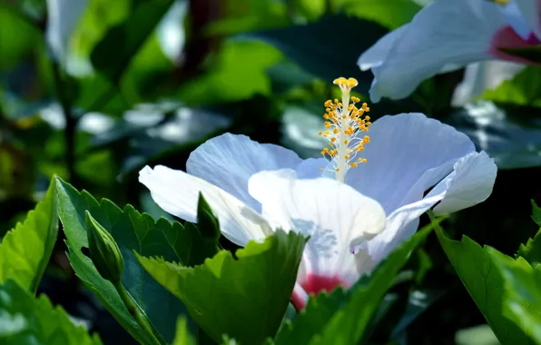 White, macro, hibiscus