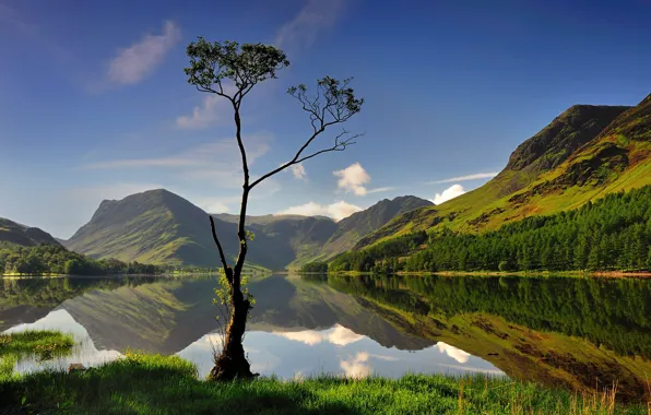Picture forest, the sky, grass, water, the sun, trees, mountains, lake