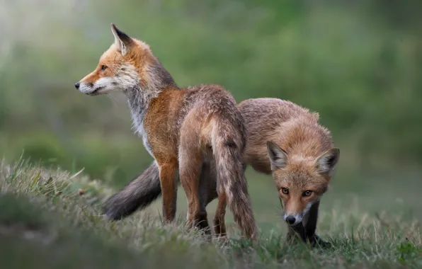 Grass, look, pose, Fox, pair, Fox, two foxes