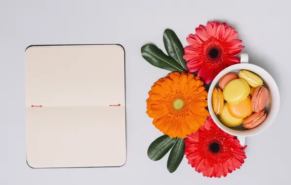 Cookies, Notepad, gerbera, macaron