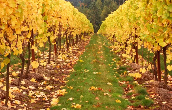 Field, autumn, forest, grass, leaves, trees, yellow, vineyard
