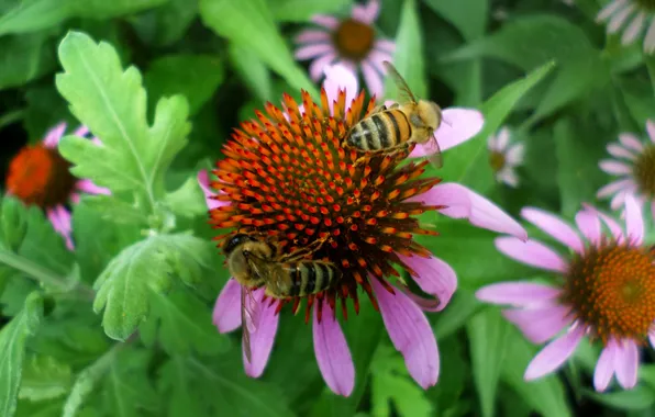 Bees, Echinacea, summer day