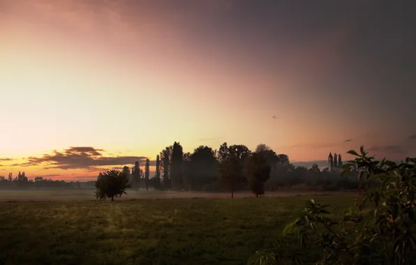 Field, summer, trees, sunset, the evening