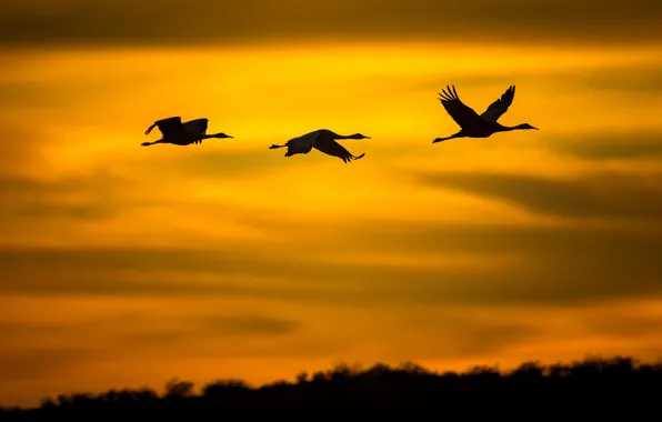Flight, bird, silhouette