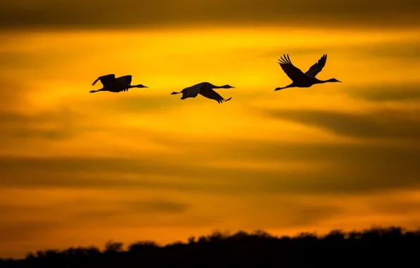 Picture flight, birds, silhouette