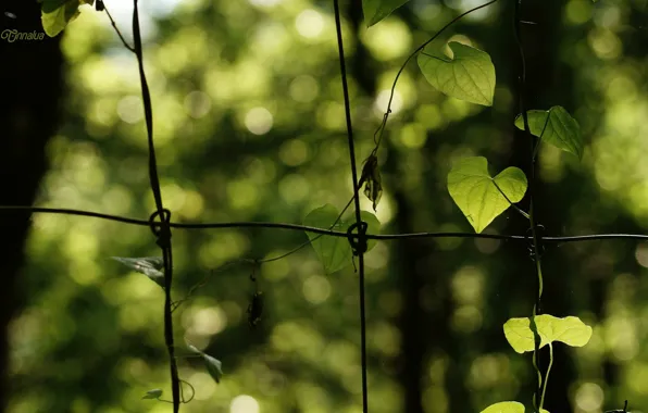 Leaves, background, network