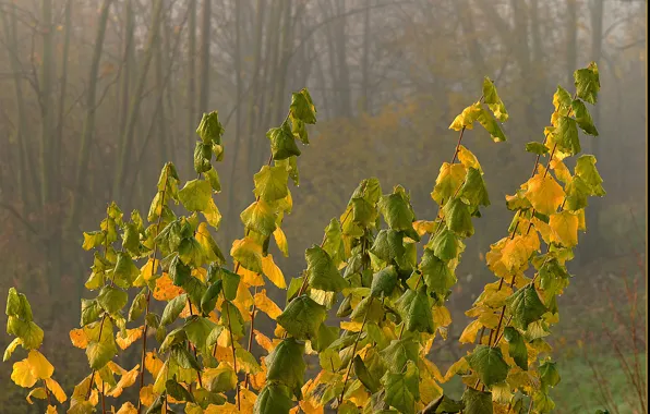 Picture autumn, forest, leaves, fog, colors, forest, Autumn, leaves