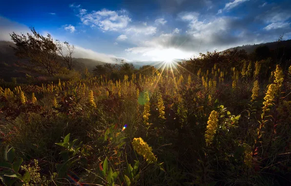 The sky, grass, the sun, rays, trees, flowers