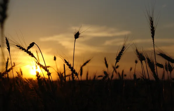 Field, the sky, the sun, the evening, spikelets, at sunset