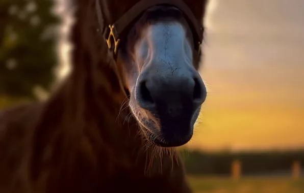 Face, background, horse