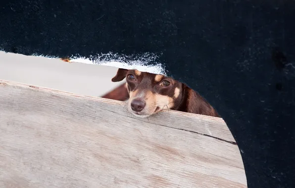 Look, the fence, dog