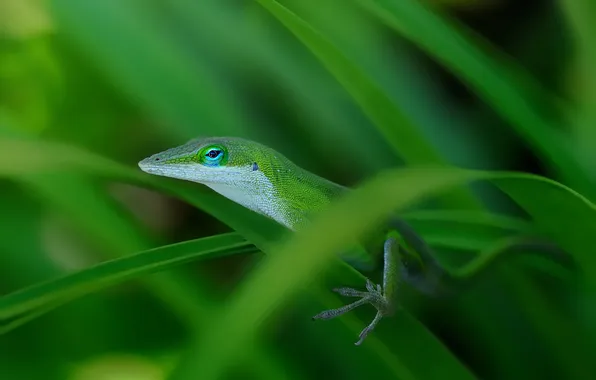 Picture grass, macro, lizard, green