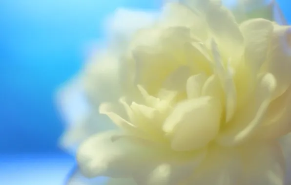 White, leaves, flowers, Flower, White, Petals