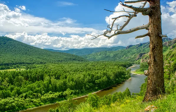 Greens, forest, summer, clouds, branches, river, blue, tree