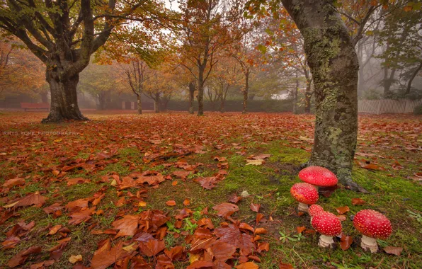 The city, Park, mushrooms