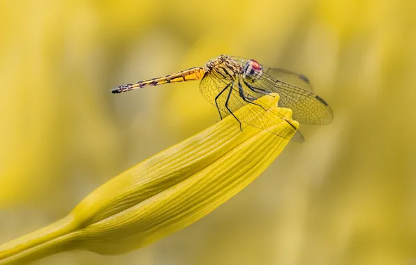 Flying, dragonfly, insect