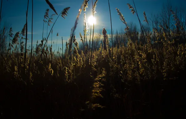 The sun, nature, reed